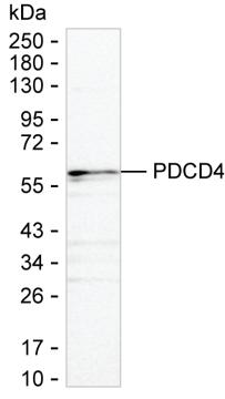 PDCD4